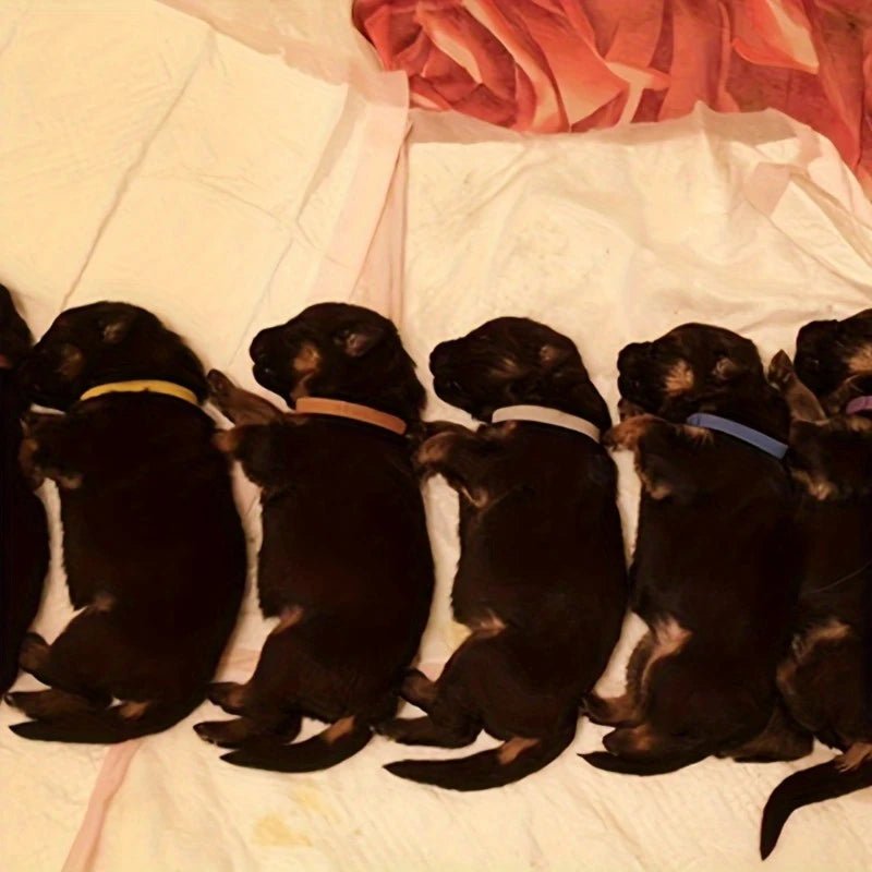 Adjustable ID Collars for Newborn Puppies and Kitten - Image 3