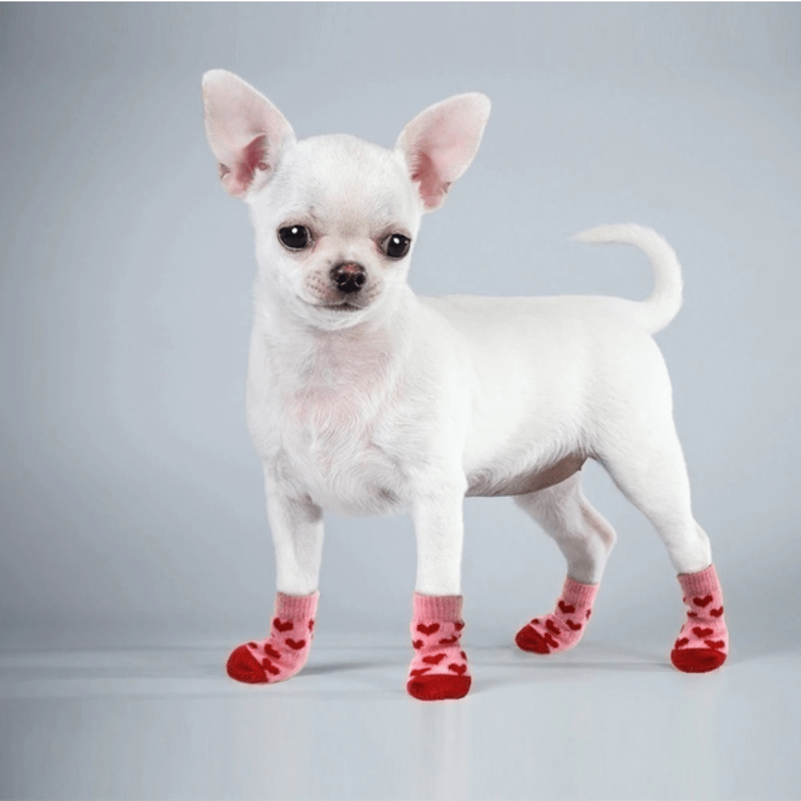 Cat/Dog Sock Set - Image 3