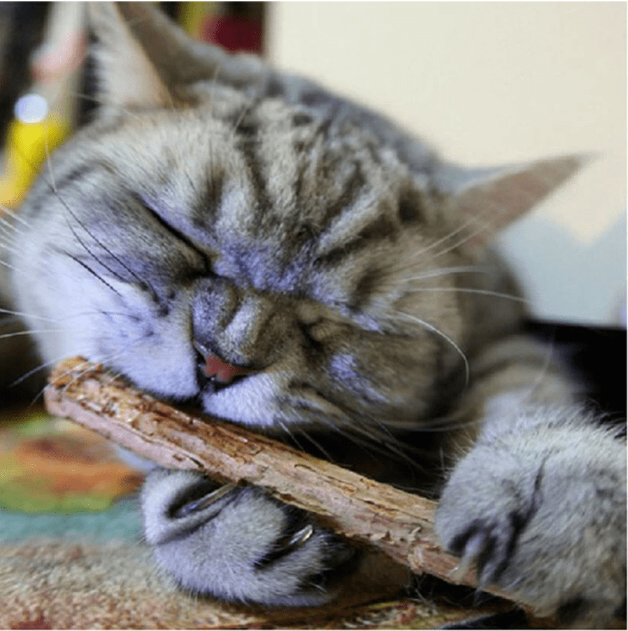 Catnip Stick (Best for Cat Dental Health) (Pack of 4) - Image 2
