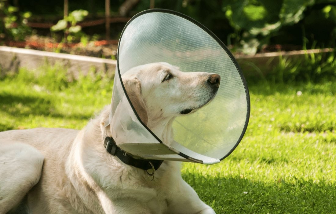 E-Collar for Cats and Dogs - Image 3