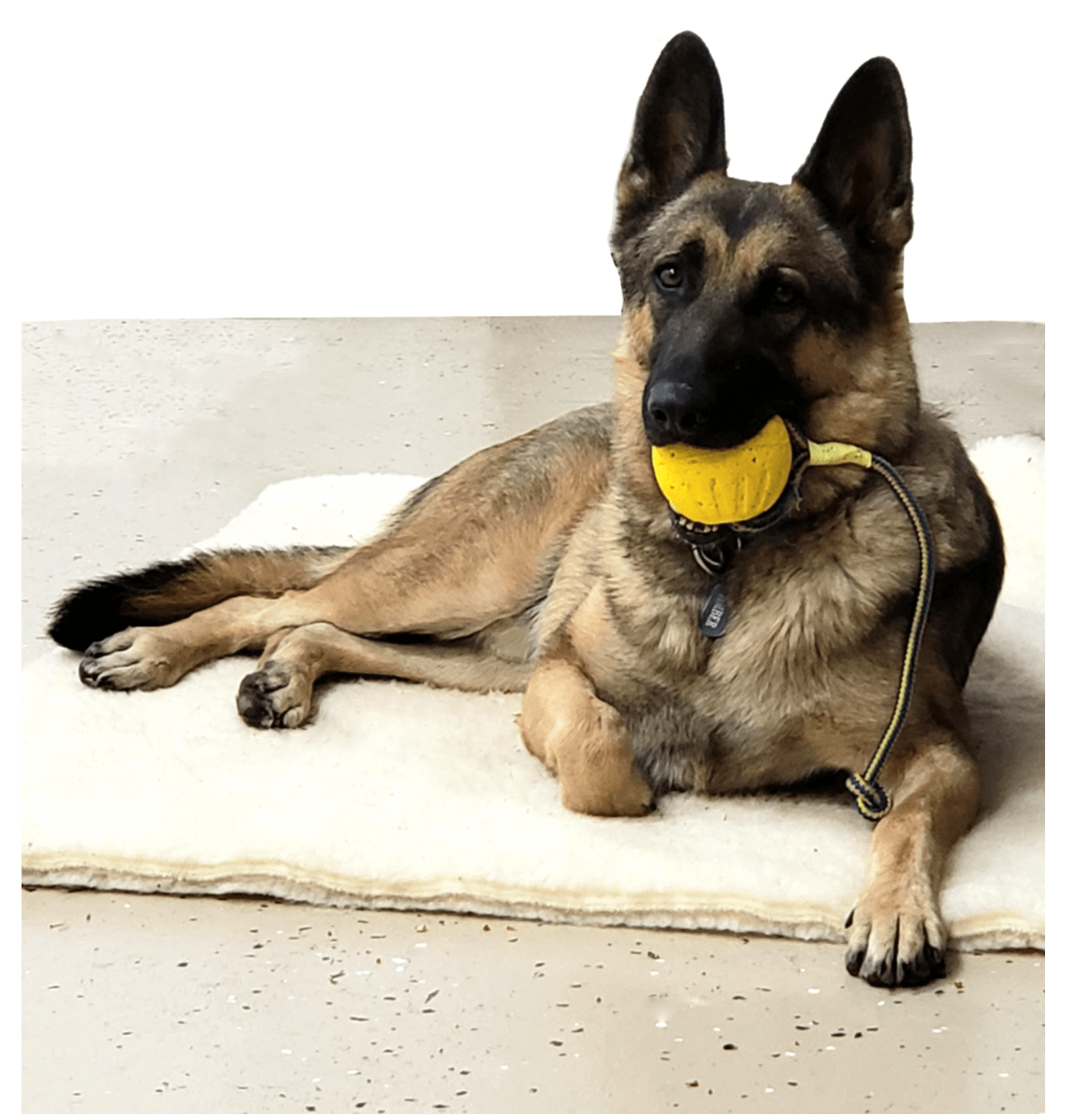 High Quality Tug Toy for Puppies and Dog Very Durable - Image 2
