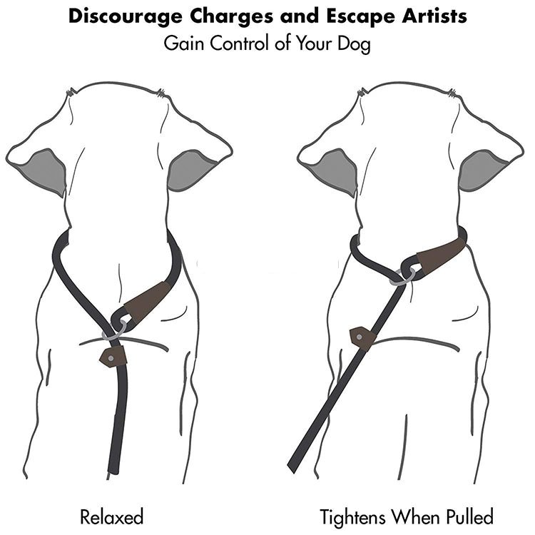 Lab Rope Leash for Dogs - 8mm Imported - Image 2