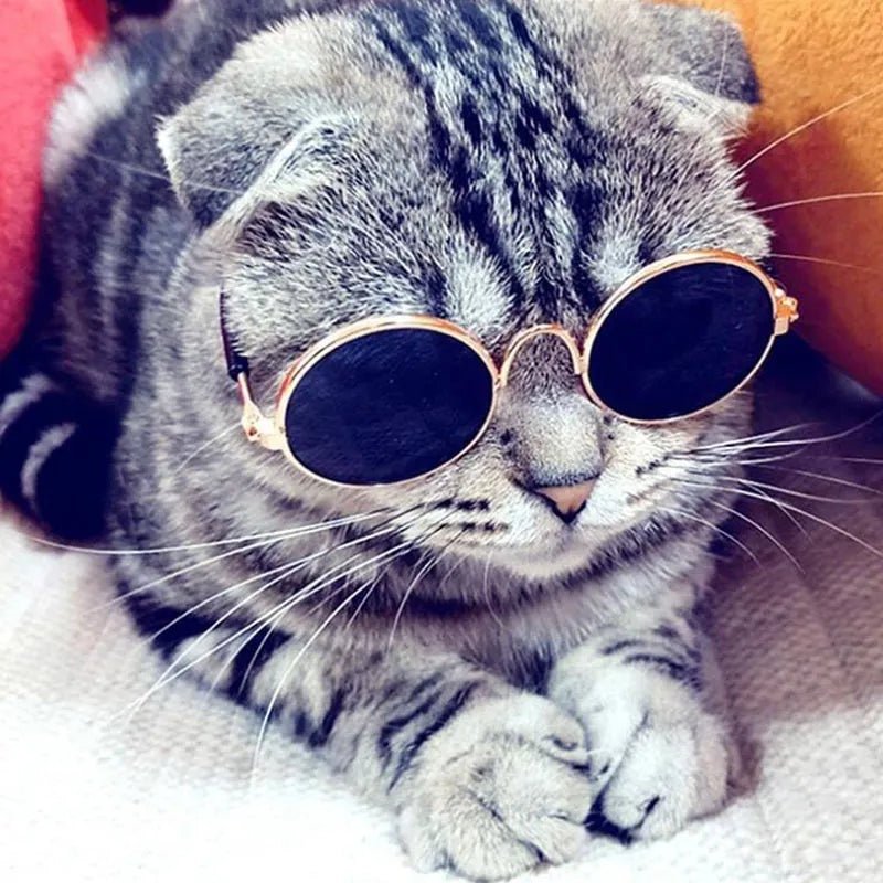 Pop Pet Eyes Sunglasses Shades for Cats and Small Puppies - Image 3