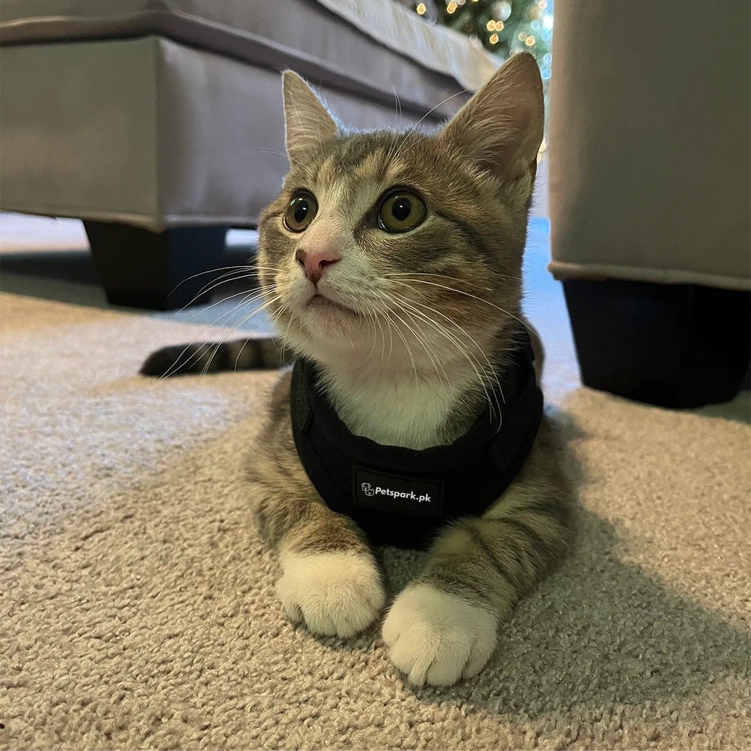 Voyager Cat Jacket Harness