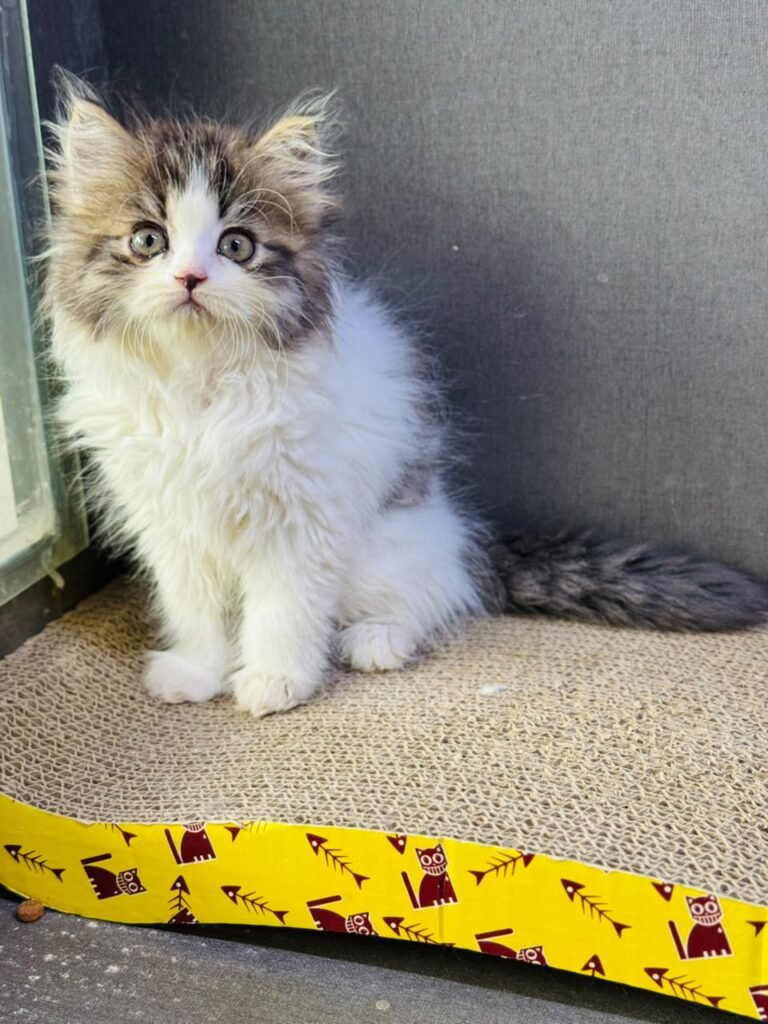 Beautiful Bicolor Persian Kitten