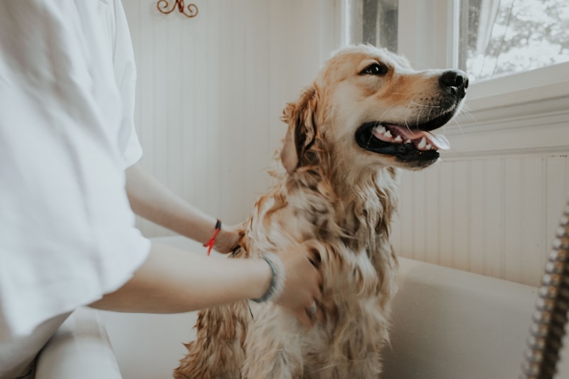 Pet Grooming - Basic Package (Cat)
