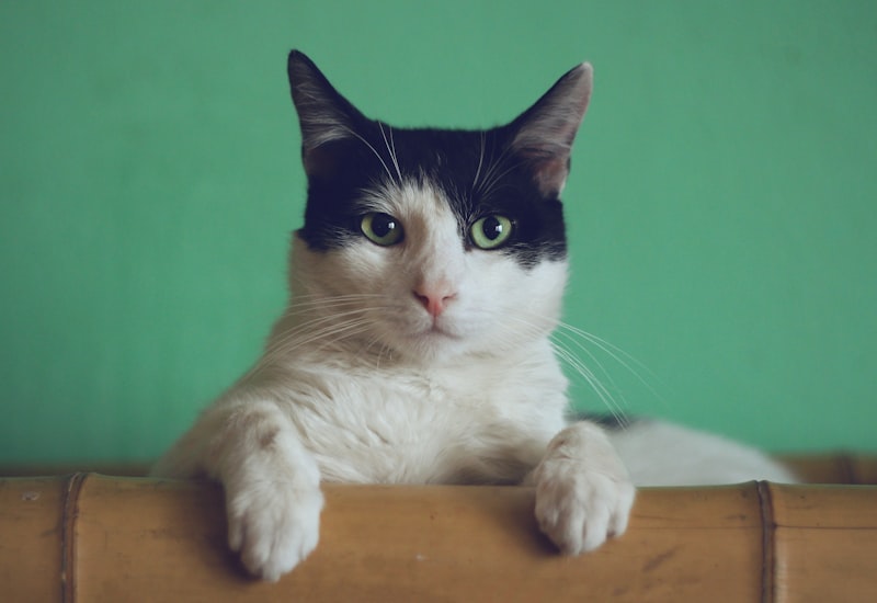 Cat Scratching Post