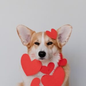 Fluffy Corgi Puppy – Tri-Color (3 Months)