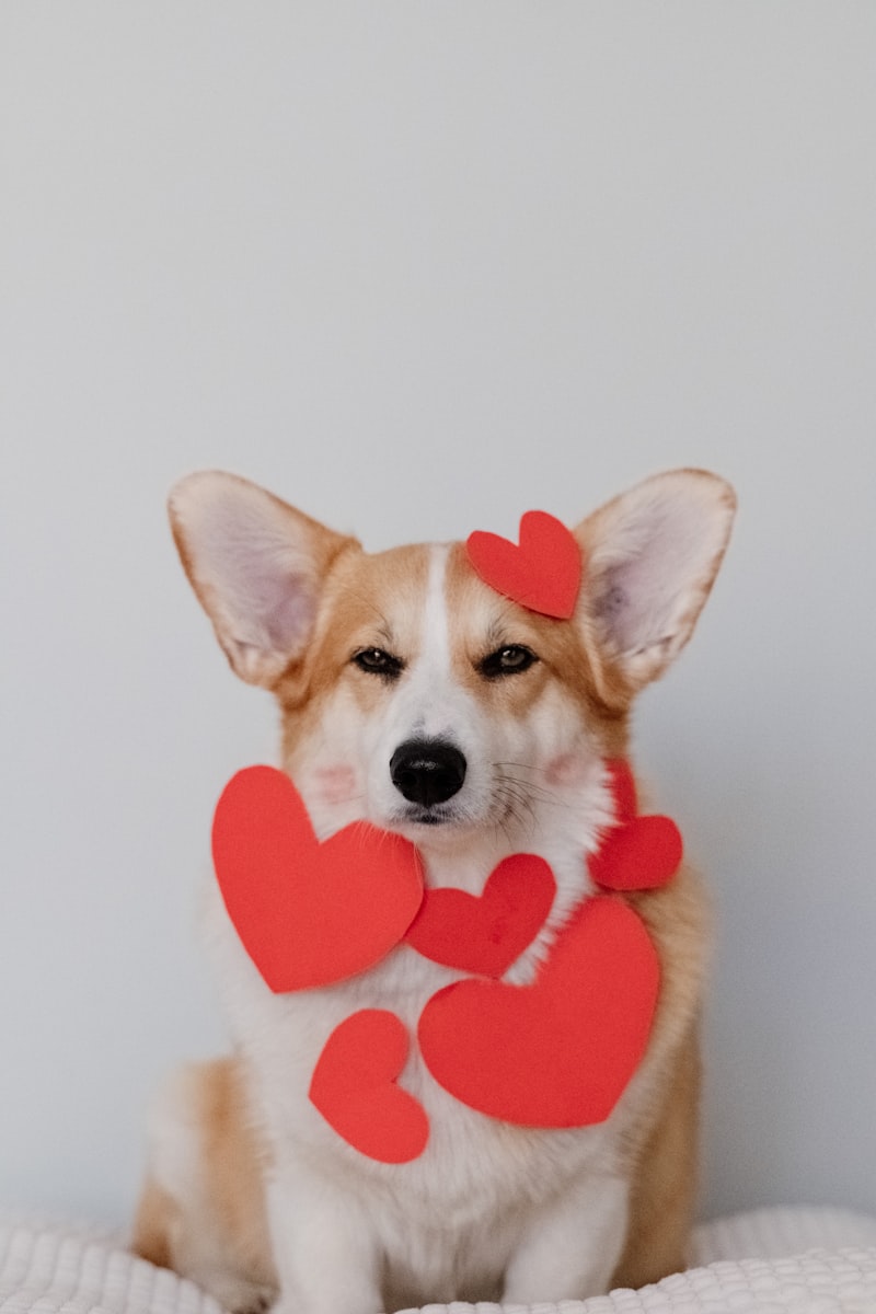 Corgi Puppy
