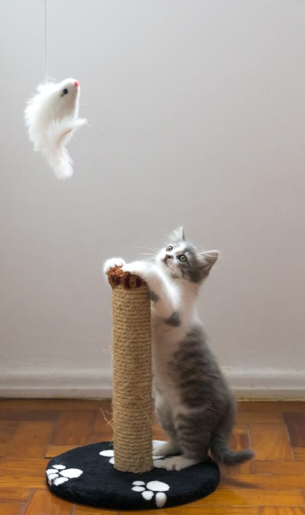 Interactive Feather Cat Toy - 3 Pack