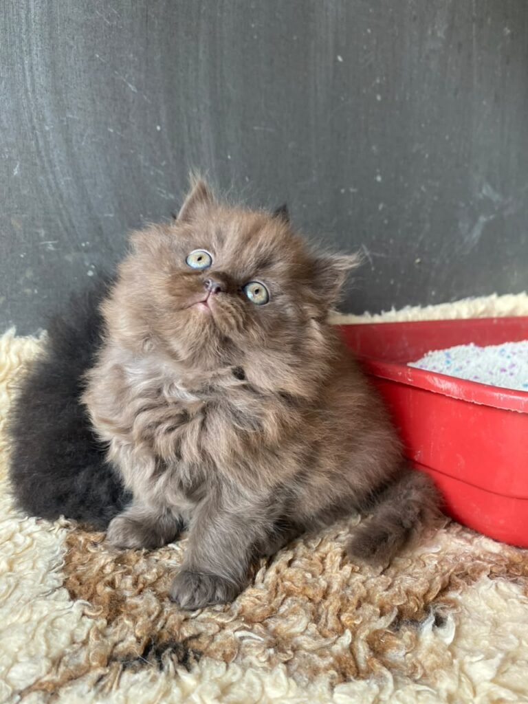 Dark Chocolate Persian Long Hair Kitten