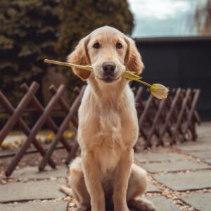 Golden Retriever Puppy – Male (2.5 Months)