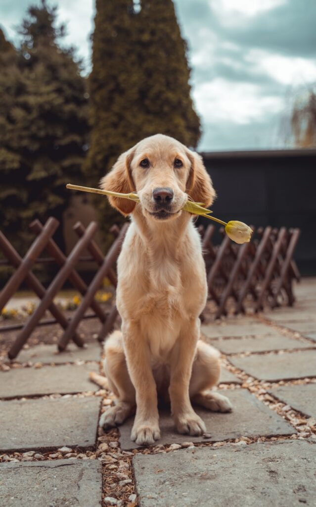 Golden Retriever Puppy – Male (2.5 Months)