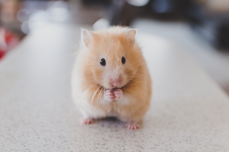 Hamster/Guinea Pig Cage - Deluxe