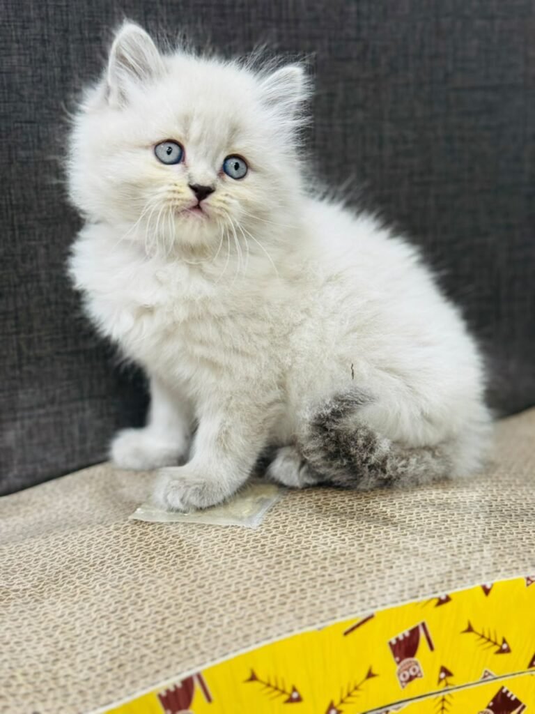 Himalayan Kitten Long Hair