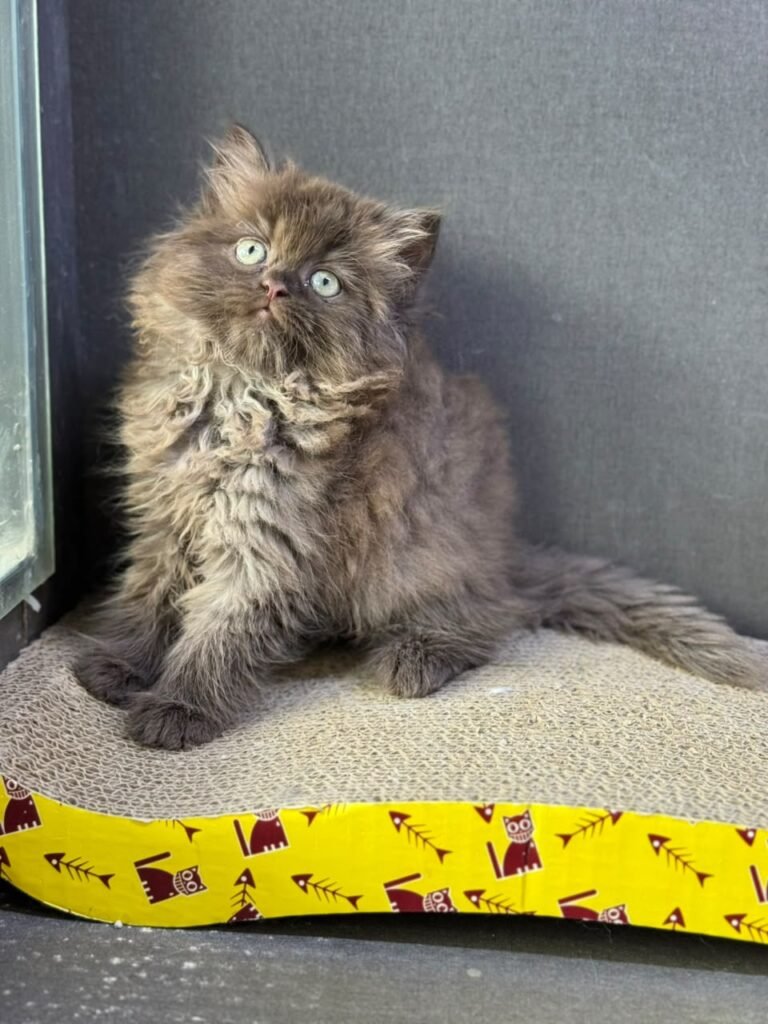 Extremely Rare Chocolate Kitten