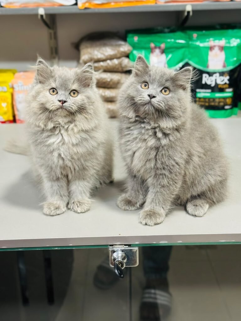 Beautiful Longhair Grey Kittens