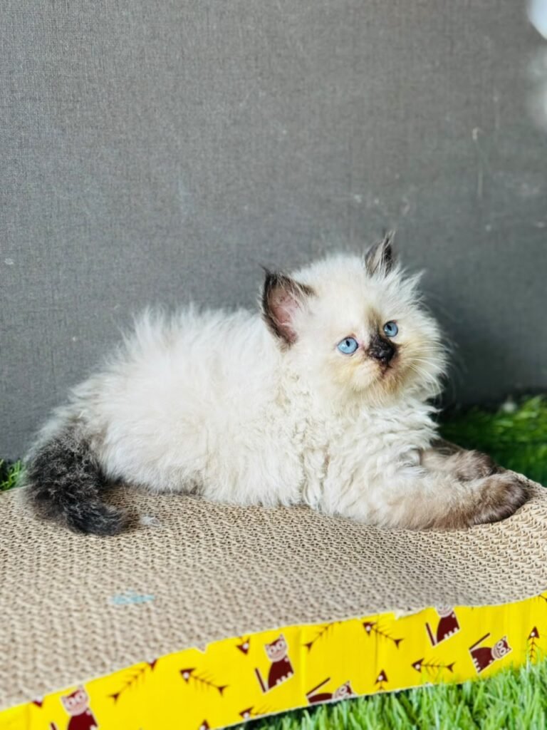 Extreme Quality Himalayan Kitten