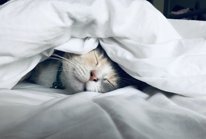 Luxury Cat Bed